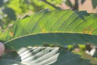 Stigmella samiatella