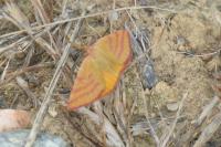 Lythria purpuraria