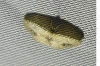 Idaea dimidiata