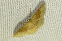Idaea degeneraria