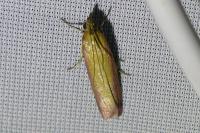 Oncocera semirubella