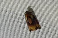 Archips podana