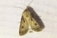Agrotis exclamationis