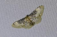 Idaea filicata