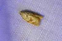 Acleris ferrugana/notana