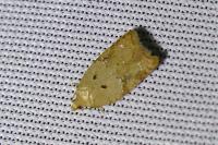Acleris ferrugana/notana
