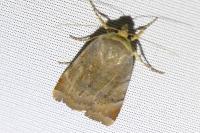 Noctua janthe/janthina