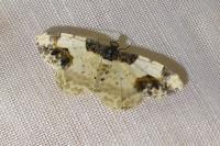 Ligdia adustata