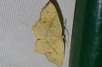 Cyclophora punctaria
