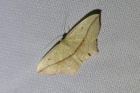 Timandra comae