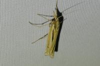 Ancylolomia tentaculella