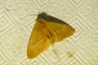 Lasiocampa quercus