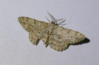 Hypomecis punctinalis