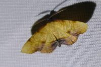 Plagodis dolabraria