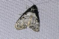 Meganola strigula