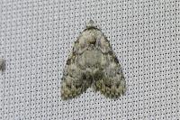 Meganola strigula