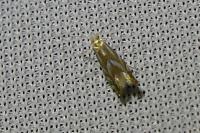 Phyllonorycter