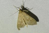 Mecyna asinalis