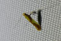 Caloptilia alchimiella