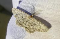 Hypomecis roboraria