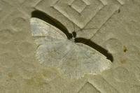 Cabera exanthemata