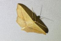 Scopula imitaria