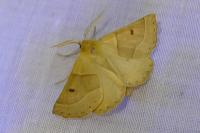 Crocallis elinguaria