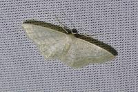 Idaea subsericeata
