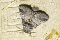 Thaumetopoea processionea