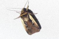 Ochropleura plecta