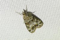 Eudonia mercurella
