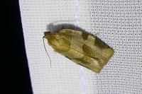 Choristoneura hebenstreitella