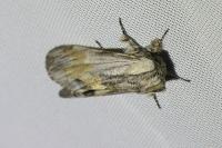 Harpyia milhauseri