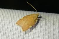 Carcina quercana