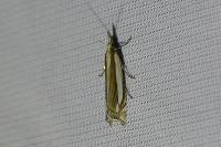 Crambus pascuella