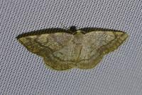 Stegania trimaculata