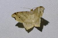 Macaria alternata