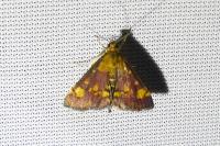 Pyrausta aurata