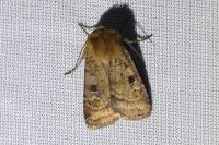 Diarsia rubi