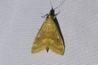 Ostrinia nubilalis/scapulalis