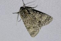 Acronicta megacephala