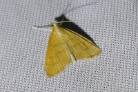 Anania crocealis