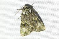 Craniophora ligustri