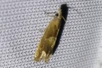 Eucosma conterminana