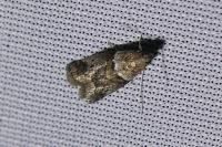 Acrobasis consociella