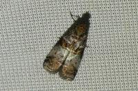 Acrobasis advenella