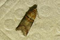 Acrobasis tumidana