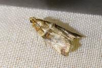 Acrobasis tumidana