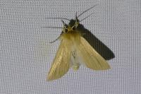Mythimna pallens
