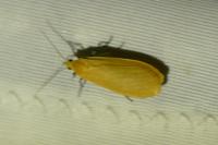 Wittia sororcula